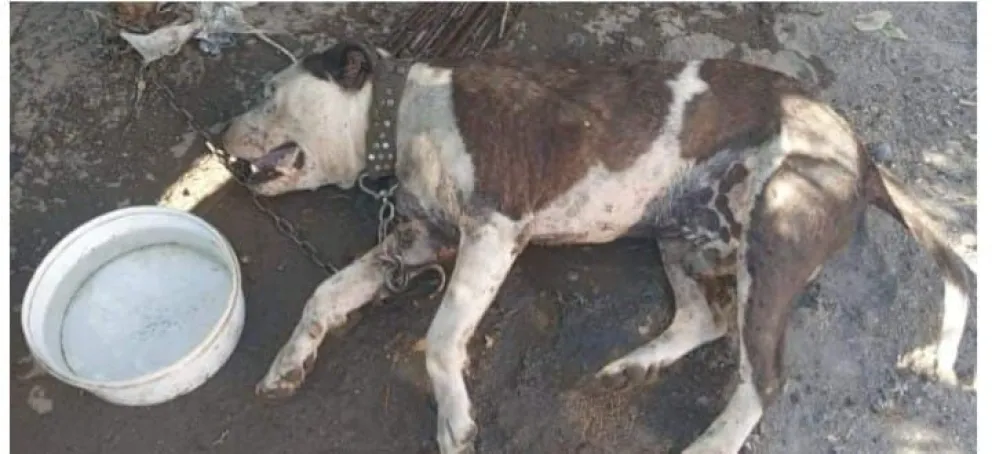 Horror: Murió un perro que dejaron atado y sin agua en medio de la ola de calor