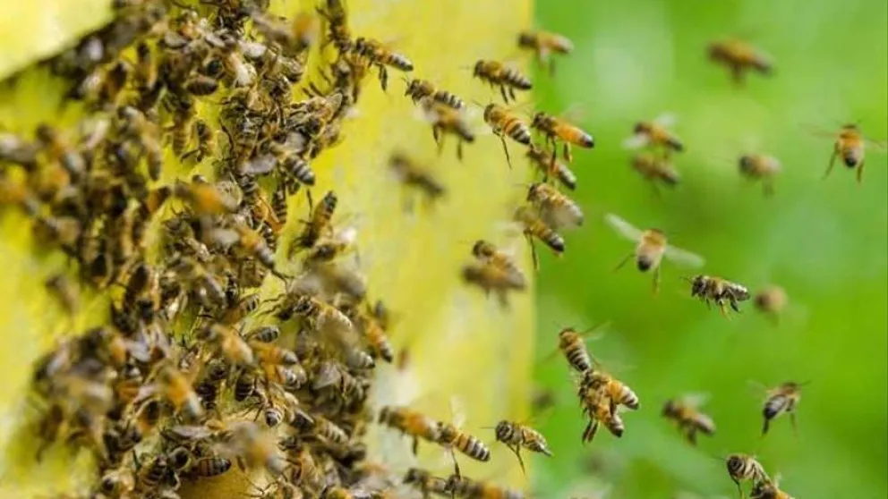 Insólita tragedia: Un hombre iba en moto por la ruta y murió atacado por un enjambre de abejas  