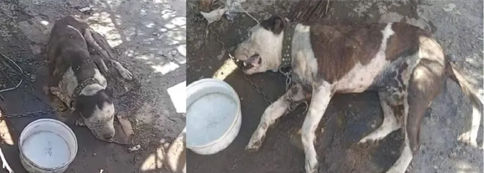 Maltrato animal: Ya realizaron la denuncia contra los dueños del perro que murió atado 