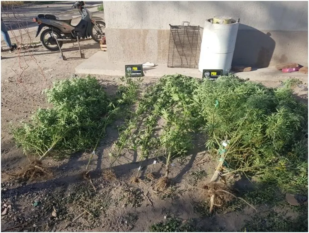 Secuestraron plantas, cigarros y hojas secas de marihuana