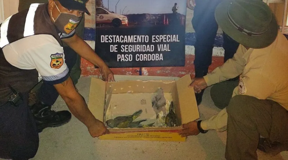 Transportaban varios loros en el baúl de un auto de manera clandestina