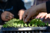 Invernaderos: Continúa la entrega de semillas de estación a familias del Alto Valle