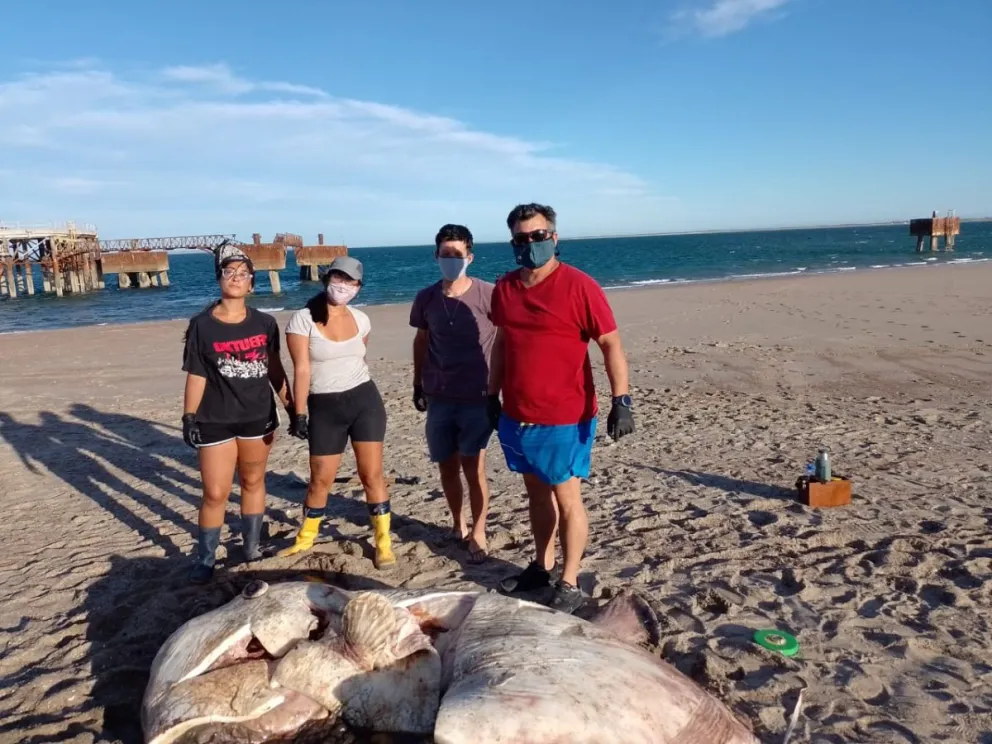 Apareció muerto el pez luna que encalló en nuestras costas