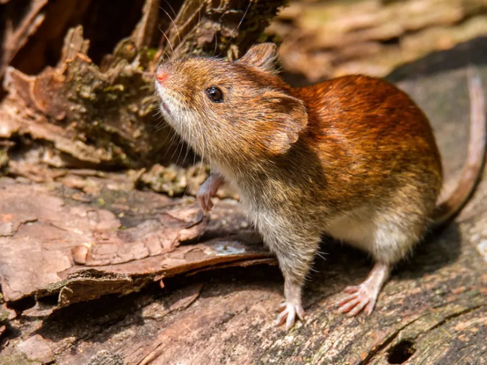  La principal vía de contagio es la inhalación de partículas virales presentes en el aire contaminado por orina, heces o saliva de roedores. Foto (Archivo).