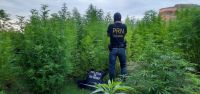 Tras un allanamiento la Policía de Río Negro secuestró 156 plantas de marihuana