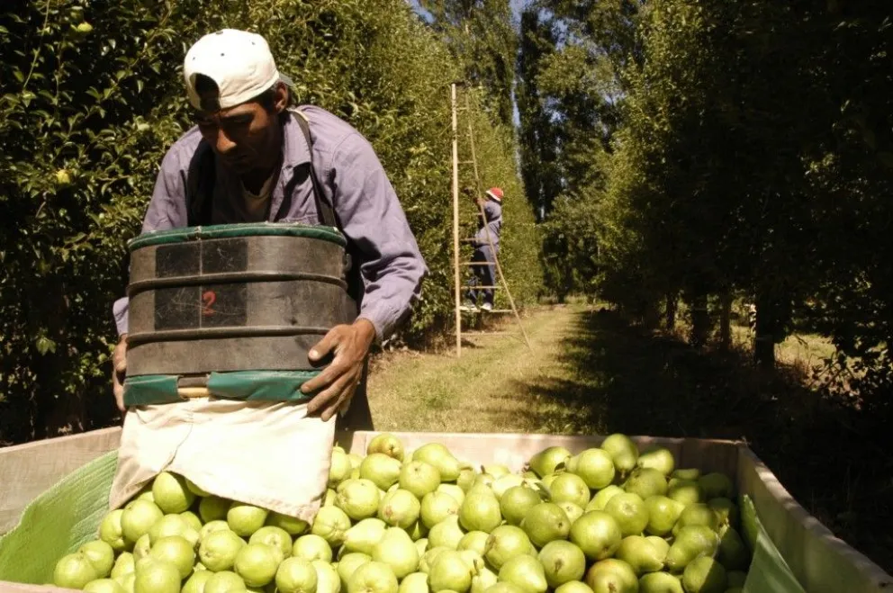 Alto Valle: demandan con urgencia trabajadores que levanten la cosecha 