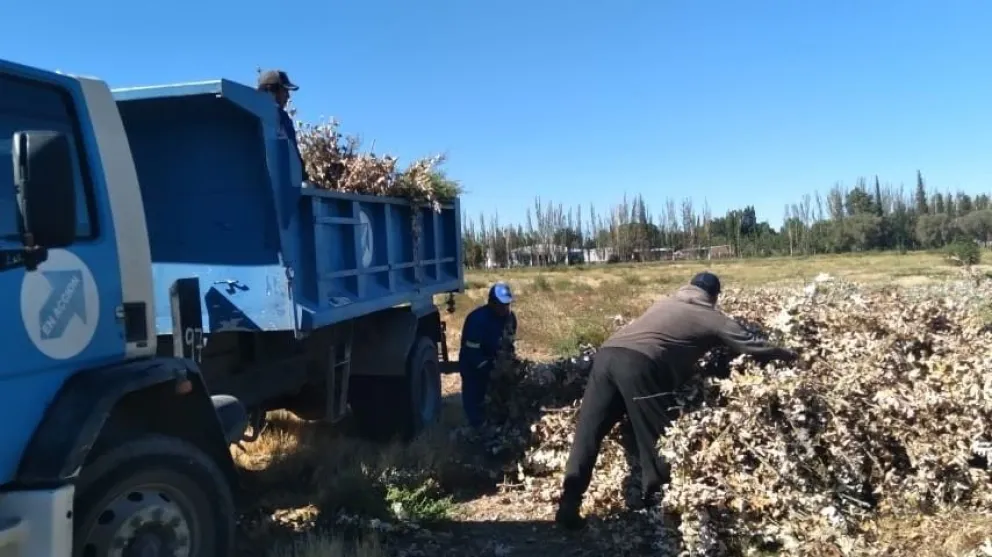 A full: Limpieza de terrenos baldíos, poda, riego, tareas de plomería y más
