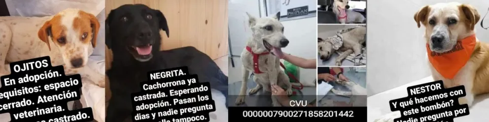 Adopción responsable: ellos necesitan una familia y vos podes sumar amor a tu casa