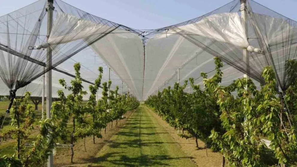 Temporada de granizo: Mirá las líneas de créditos para instalar sistemas de defensa de la producción
