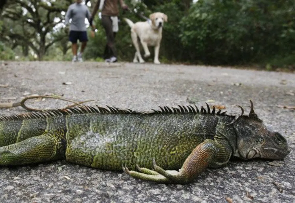 Ola de frío polar: alerta por iguanas congeladas