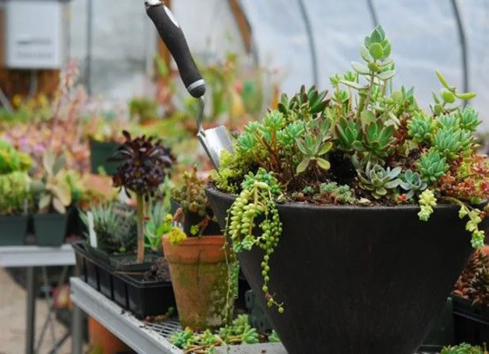 Video: Les robaban las plantas durante la noche y pusieron cámaras para pescar al ladrón