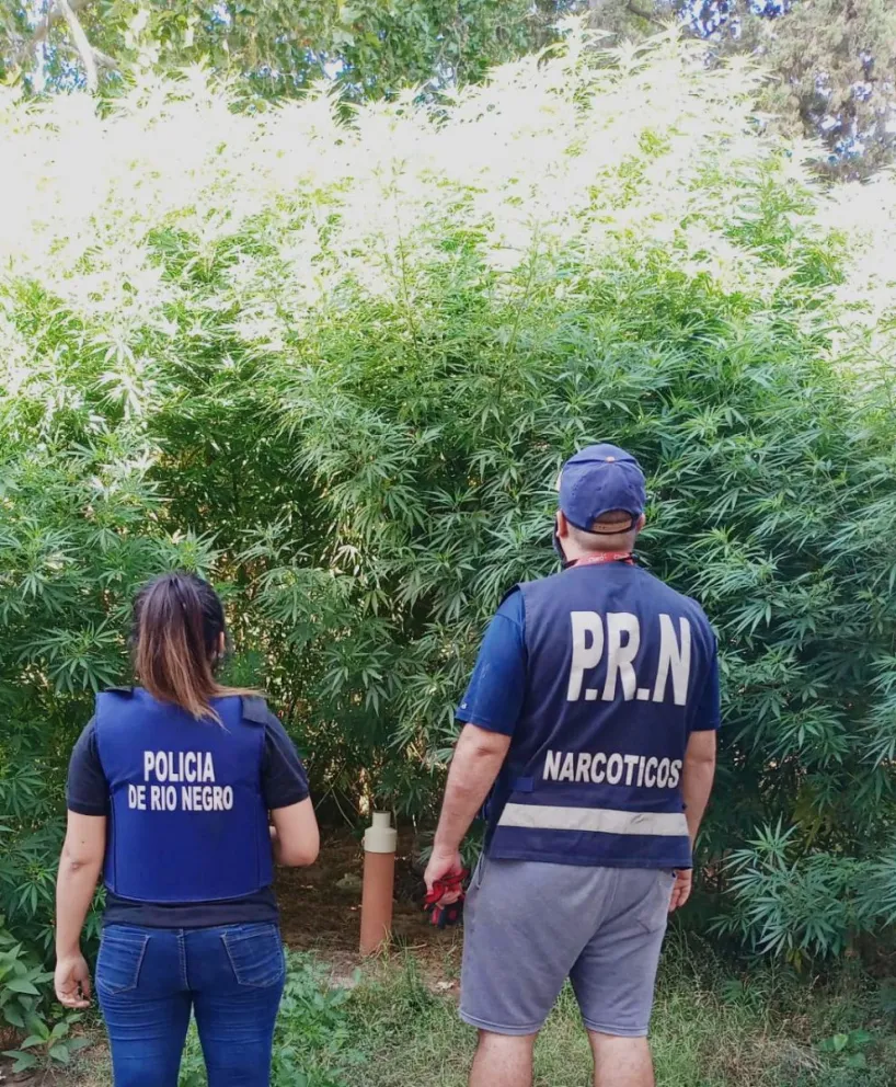 Le encontraron la huertita: secuestraron más de 2 kilos de marihuana y una gran cantidad de plantas de cannabis