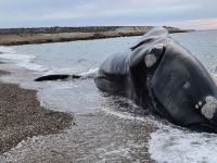 Se confirmó la causa de la muerte de las 30 ballenas de Península Valdés