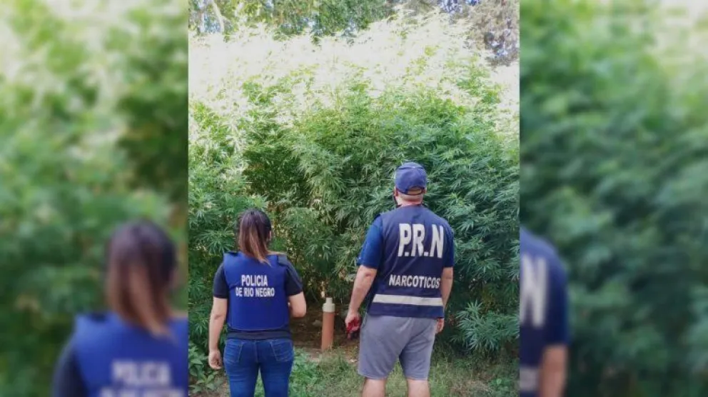 Secuestraron dos kilos de marihuana y decenas de plantas en la zona