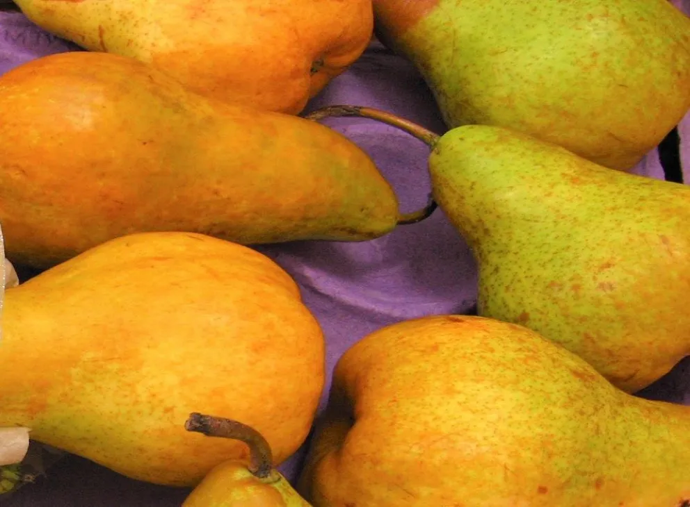 Ya se cosechan las peras Beurre Bosc  y Golden Russet