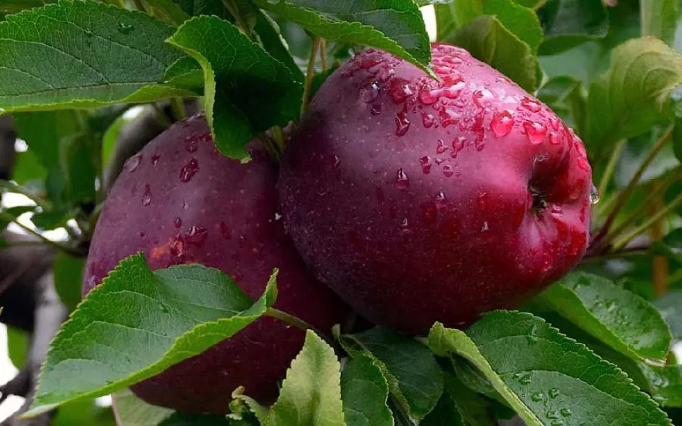 Autorizaron el adelanto de cosecha de manzanas Red Delicious (y clones) para el Alto Valle
