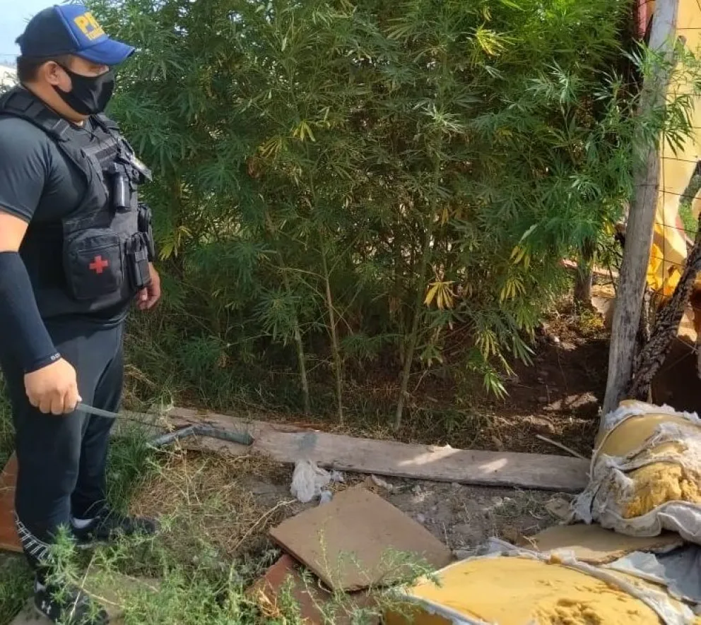 Secuestraron 40 plantas de marihuana en un allanamiento 