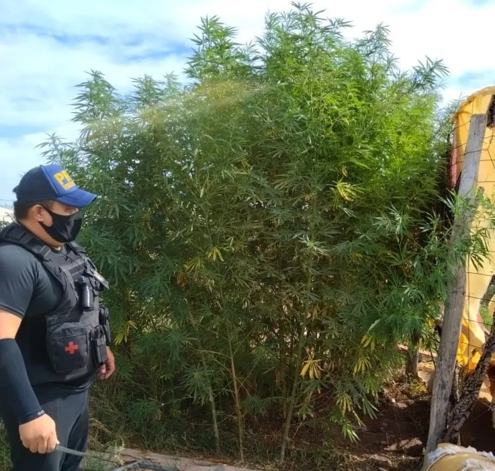 Mal día para el narcotráfico: la policía realizó dos allanamientos y secuestraron de todo 