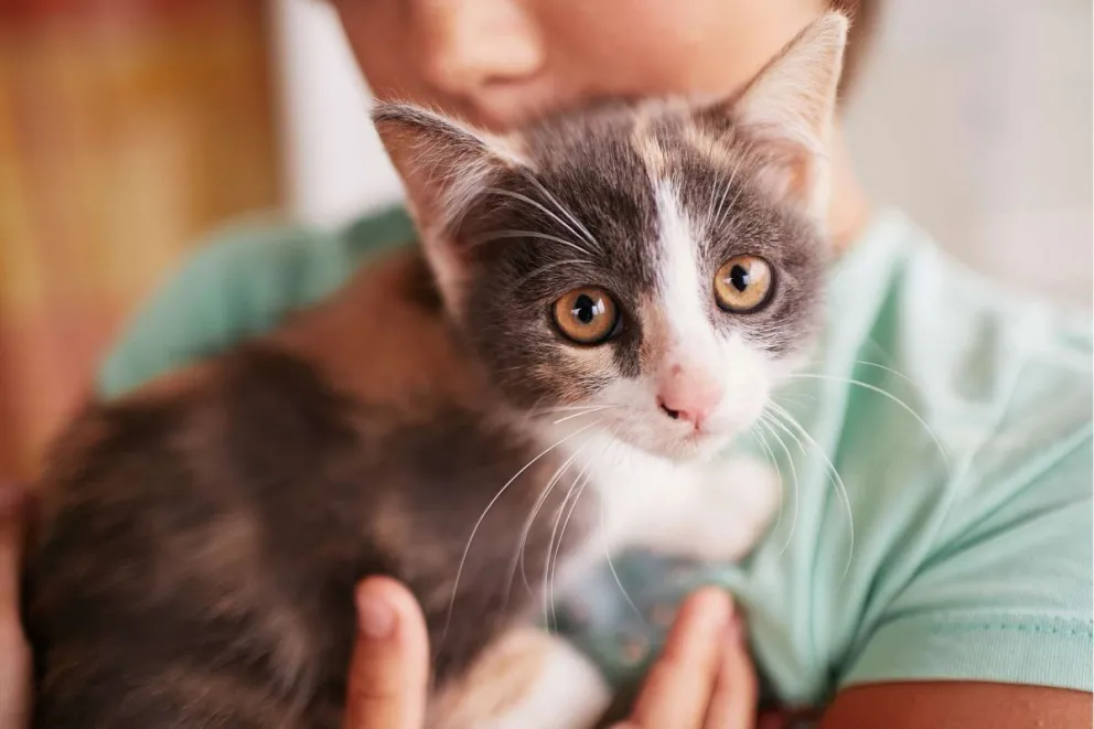Gatoterapia: los múltiples beneficios de convivir con gatos según la ciencia