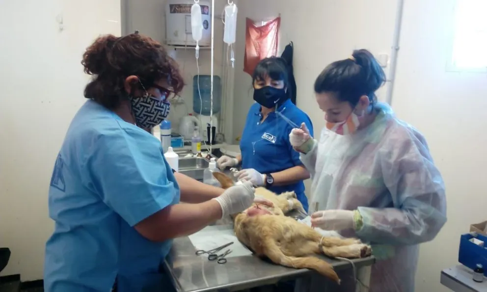 Comienza la entrega de 700 turnos para castraciones en Chacra Monte