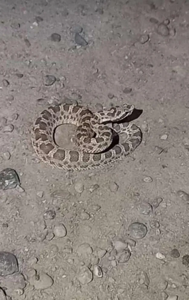 Tremendo susto: apareció una yarará venenosa frente a un jardín de infantes