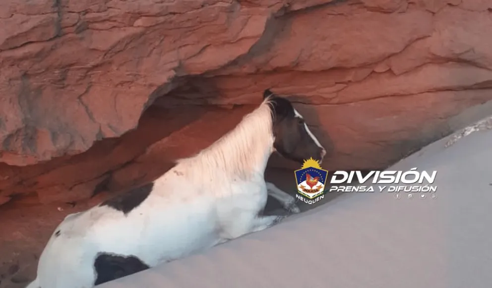 Rescataron a un caballo que cayó entre las rocas y fue abandonado por su dueño