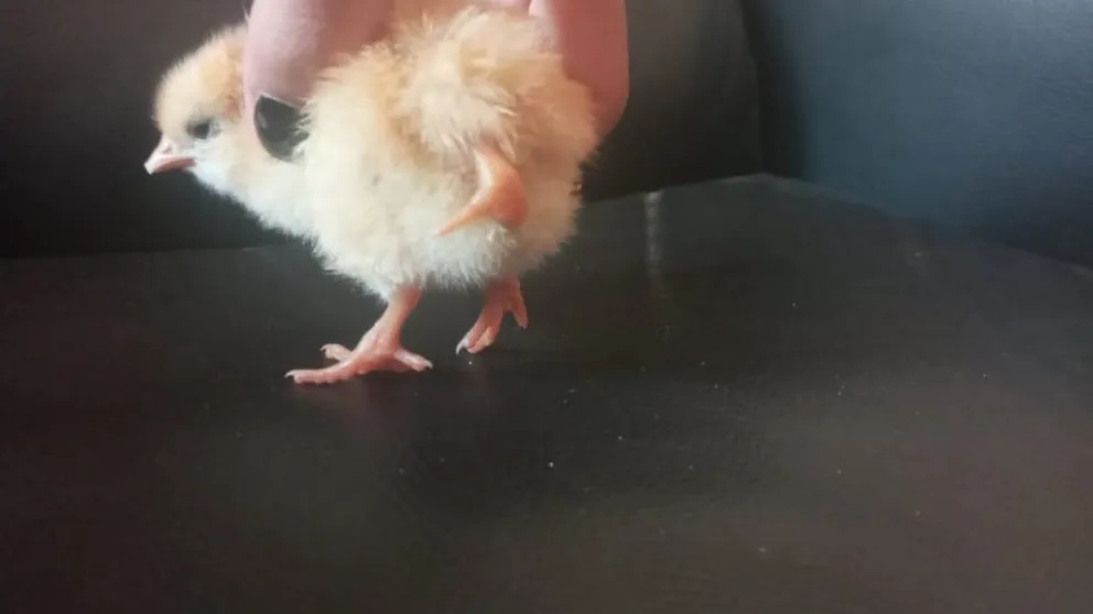 ¡Y una noche de luna llena, nació un pollo de tres patas!