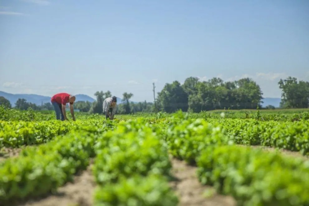 “La chacra alimenta”: un proyecto para entregar verduras frescas en comedores 