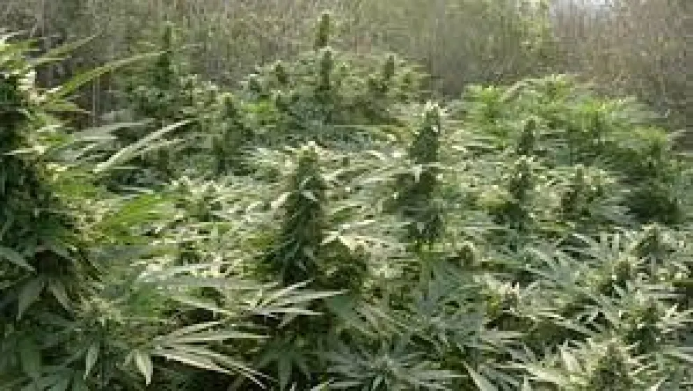 Final inesperado: buscaban a un hombre y encontraron un bosque de marihuana de más de 4 metros  