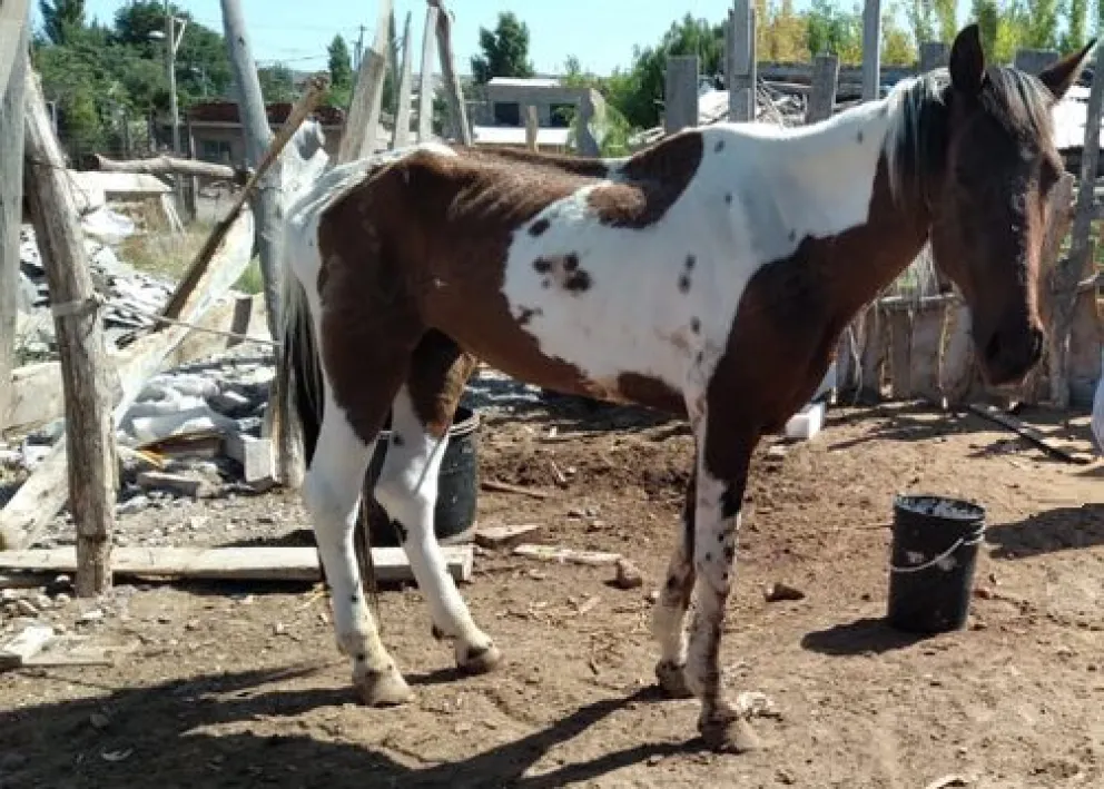 Maltrato animal: Secuestraron dos caballos luego de un allanamiento