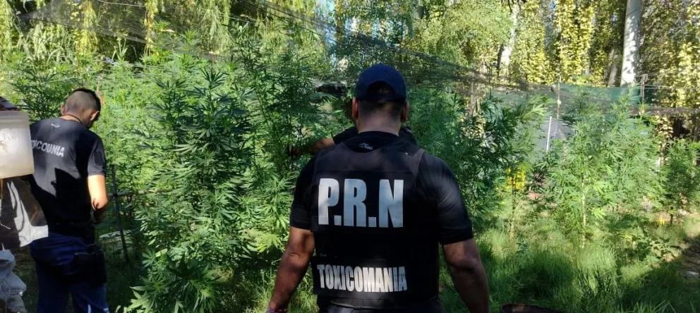 La Policía secuestró más de 290 plantas de marihuana, cocaína y dinero en efectivo 