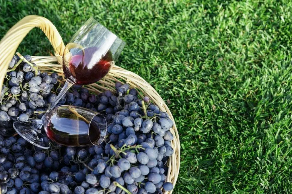Piden que se declare a Mainqué como “Capital Provincial del Pinot Negro”