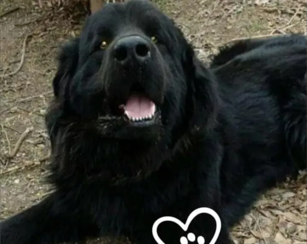 Crimen de Byron: Mató a un perro de una patada y la causa avanza hacia el juicio