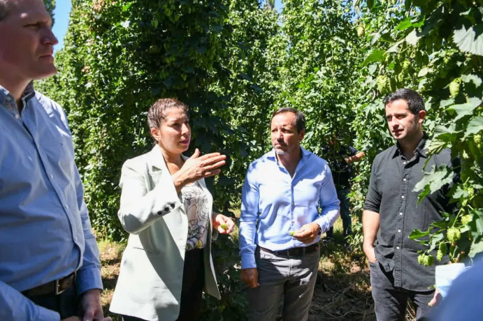 Cervecera invertirá U$S 3,5 millones en Fernández Oro para triplicar su producción de lúpulo