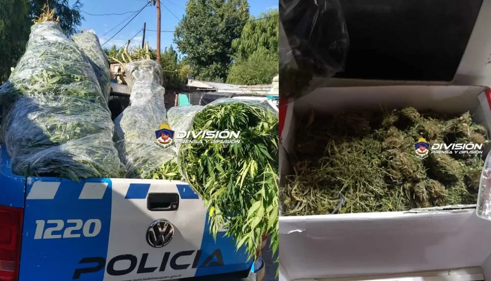 Llenaron la caja de una camioneta con la droga que secuestraron de un allanamiento