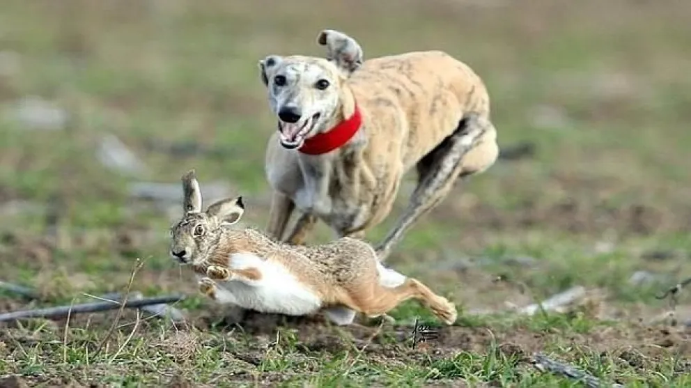 Los galgos, entre carreras y refranes