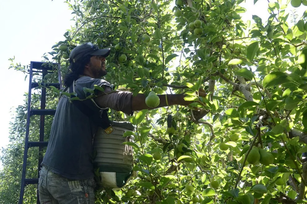 La temporada de cosecha de peras William's, que originalmente estaba prevista para el 9 de enero, se dispuso para el 6 . Foto (ANR).