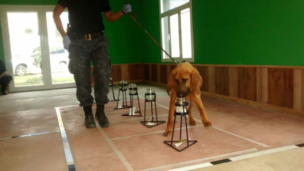 Galería de imágenes: así entrena la policía el “olfato” canino forense
