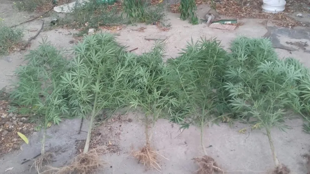 Roca: A los tiros por una planta de marihuana  