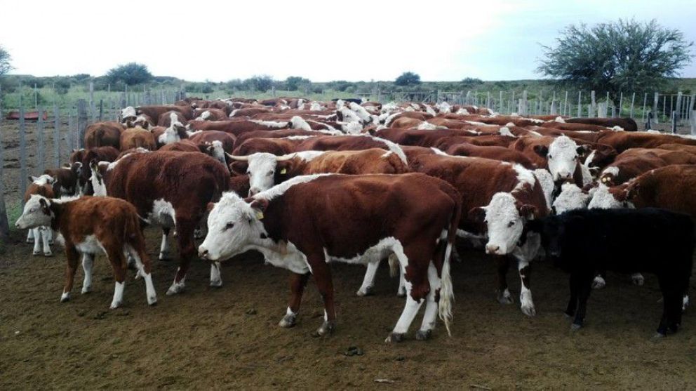 vacas