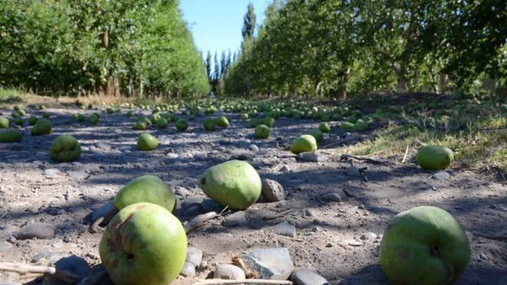 ¡Buenas noticias!: Recibirán el pago los productores afectados por el granizo