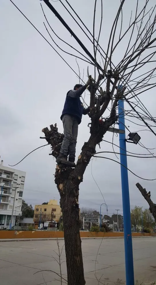 El Municipio alertó por un hombre que realiza podas sin autorización y deja restos en la vía pública; ningún trabajador comunal está habilitado para ofrecer ese servicio. Foto archivo ANR