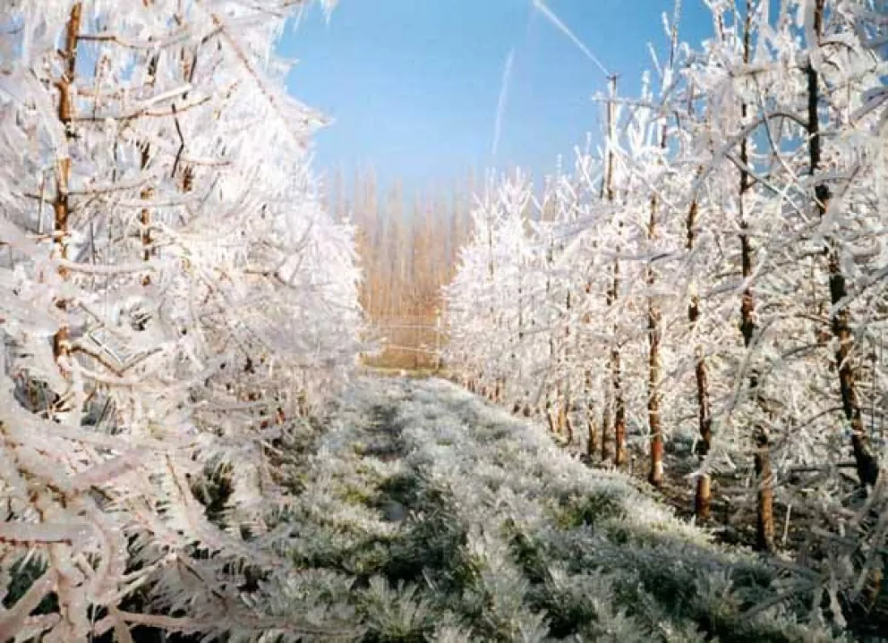 Frutales cubiertos de hielo durante una helada tardía en una chacra del Alto Valle. Foto: archivo