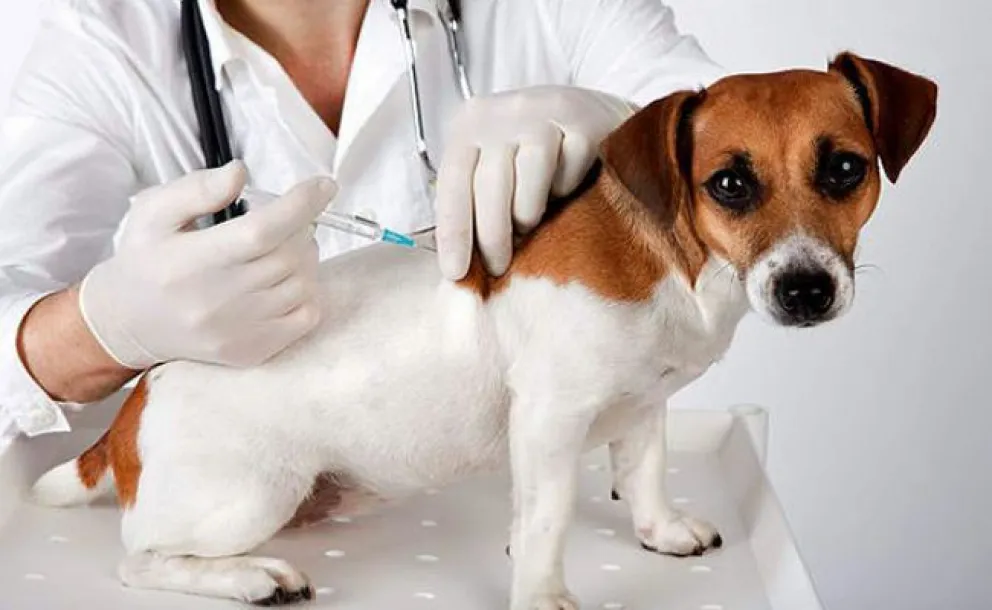 Los insumos son provistos por la Unidad Regional de Salud Ambiental Alto Valle Este.