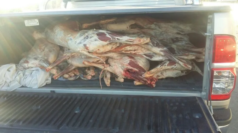 Ni un límite: quisieron pasar ilegalmente 300 kilos de carne de caballo y 17 corderos faenados 