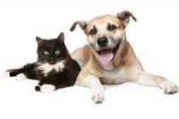 Diabetes en perros y gatos: como hago para evitar que mi mascota se enferme