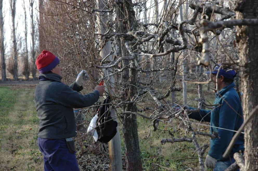 Abren la preinscripción al curso gratuito de raleo de manzanos y frutales de carozo