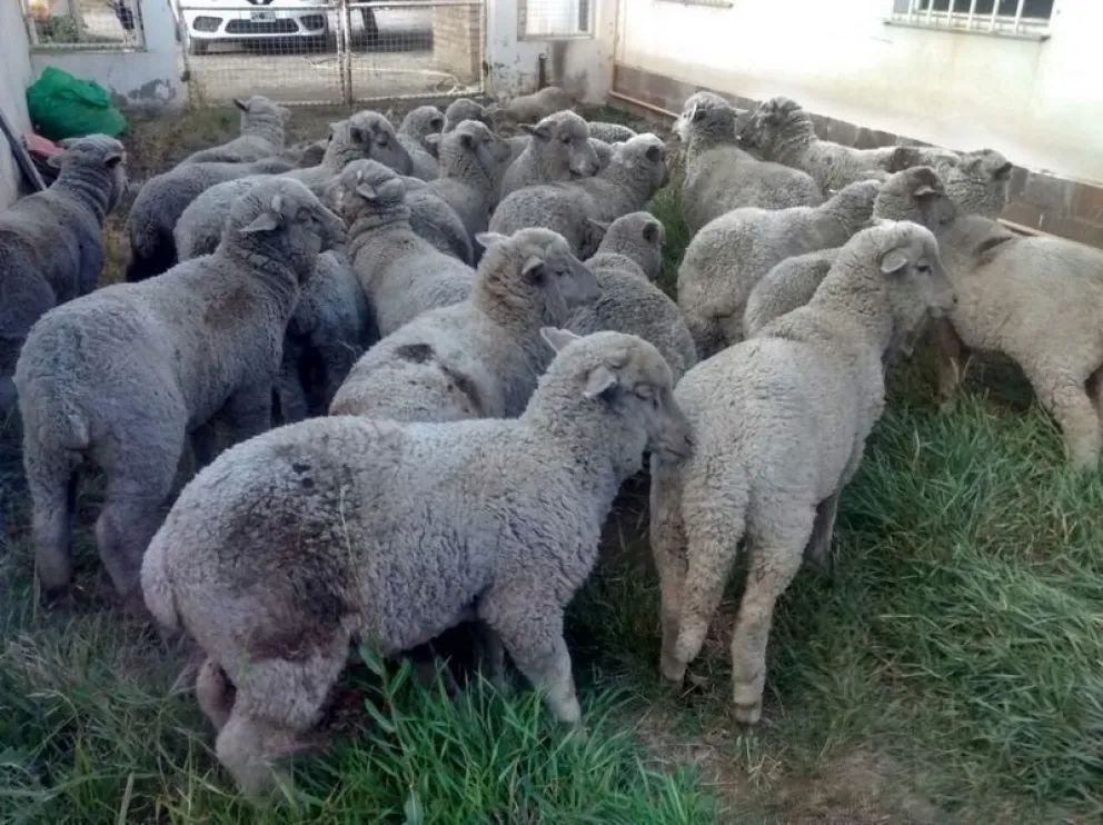 Las 27 ovejas fueron secuestradas durante el control en Stefenelli. Foto: archivo.