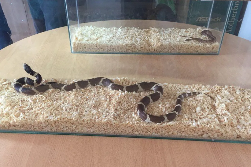 Las especies ya están en Bubalcó.