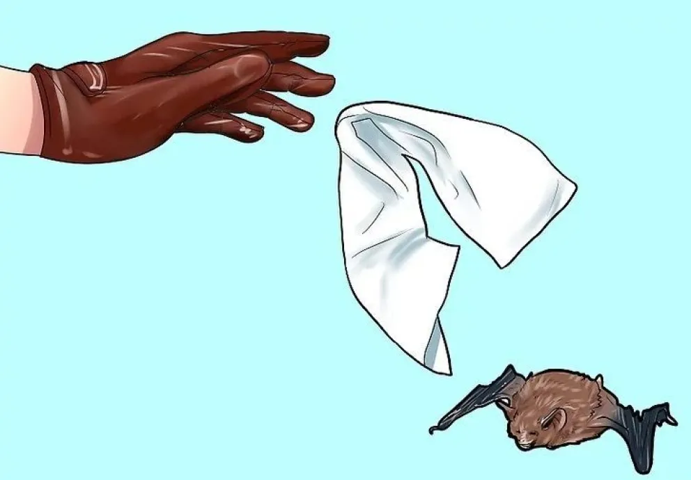 10 pasos para atrapar a un murciélago en casa